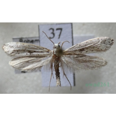 Yponomeuta plumbella (Denis & Schiffermüller, 1775) Namiotnik trzmielinowiec Czech37